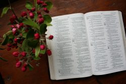 red rose on book page
